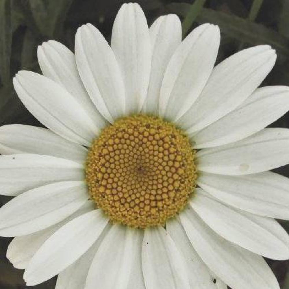 Meet your Posher, Hope